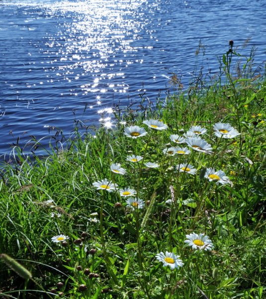 Ромашки в воде