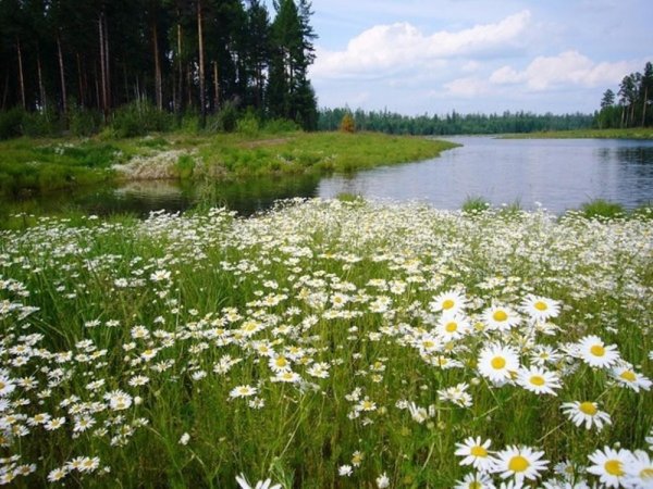 Ромашки у ручья