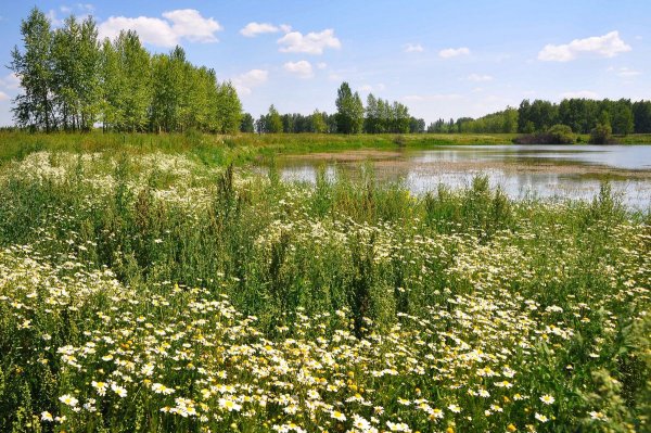 Ромашковое поле Казань возле Раифы