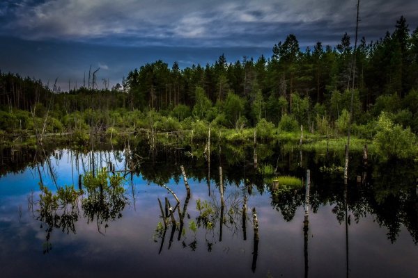 Болото Псков Тайга