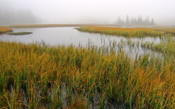 Болота Ростовской области