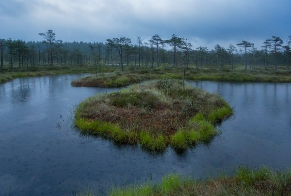 Болото Колодяжинское