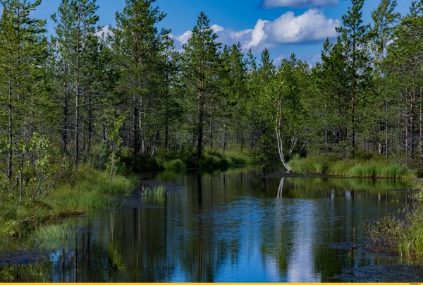 Чусовой район болота