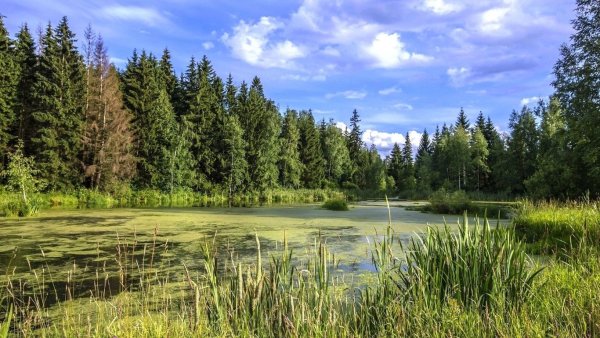 Болотистые леса Белоруссии