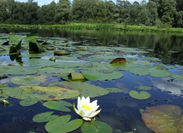 Растения озера Селигер