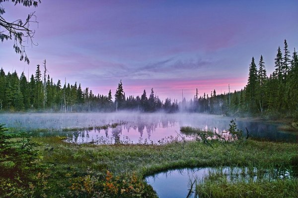 Болото трясина Топь летом