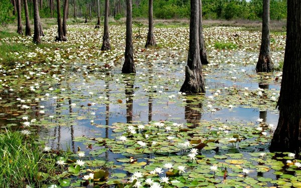 Болото Моховое Белгородская область
