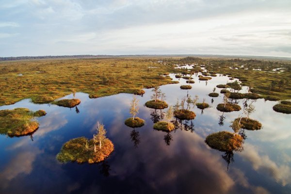 Болотный массив Ельня