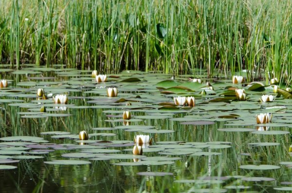 Растения озера