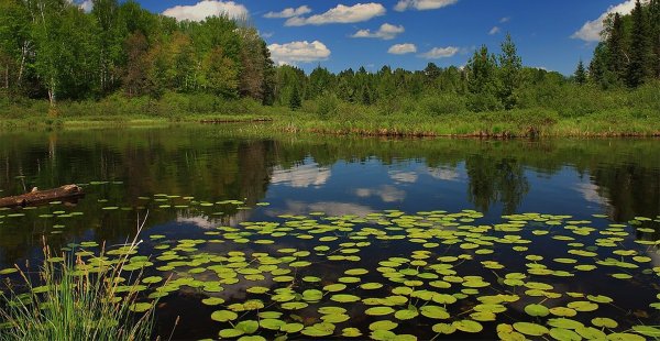 Естественные водоемы реки что это