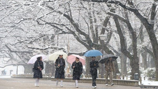 Любование снегом в Японии