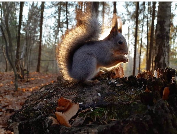 Балатовский парк Пермь