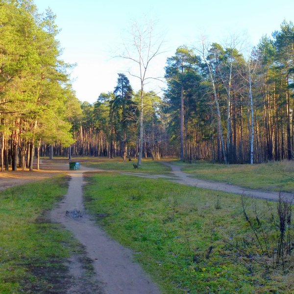 Черняевский лесопарк Пермь