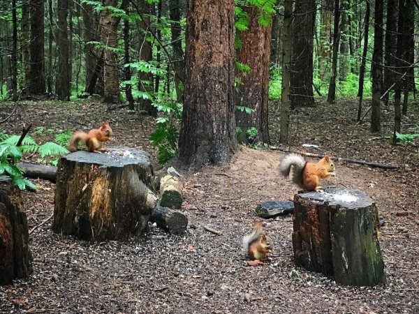 Балатовский парк Пермь