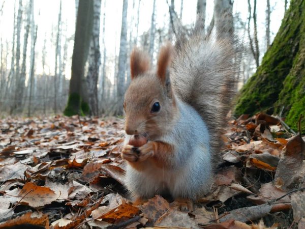 Белки в Балатовском парке Пермь