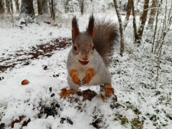 Балатовский парк Пермь белки