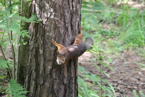 Балатовский парк Пермь летом