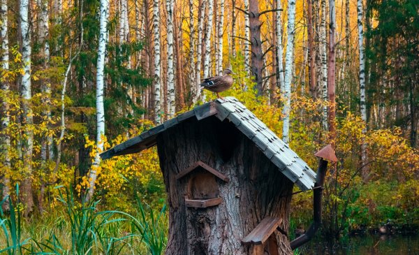 Черняевский лесопарк Пермь