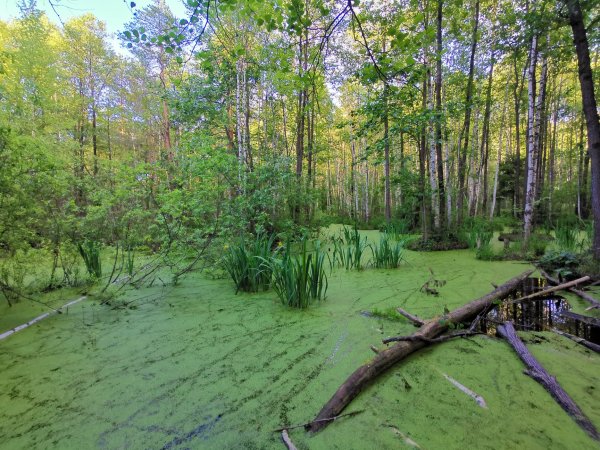 Парковый Пермь Черняевский лес