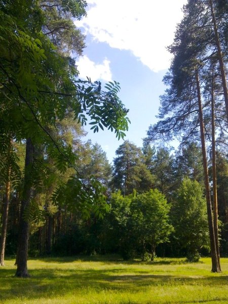 Балатовский парк Черняевский лес Пермь