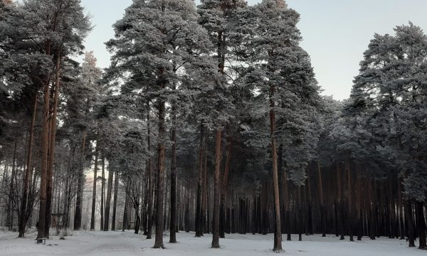 Черняевский парк Пермь