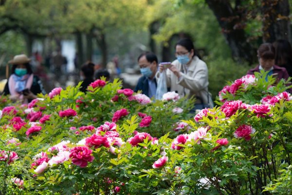 Цинмин в Китае прогулка на природе