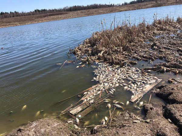 Загрязнённые реки Калининграда