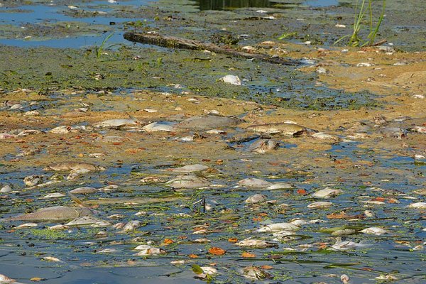 Загрязнение водоемов