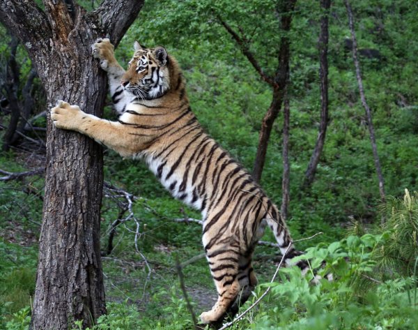 Сафари парк Приморский край Шкотово