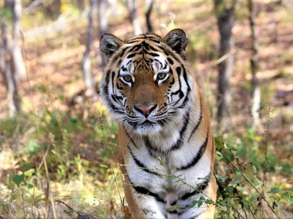 Приморский сафари-парк во Владивостоке