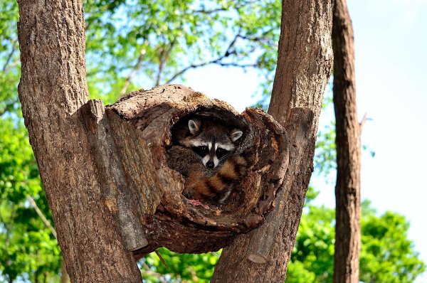 Сафари-парк Шкотово