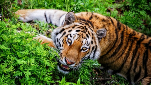 Приморский сафари-парк во Владивостоке