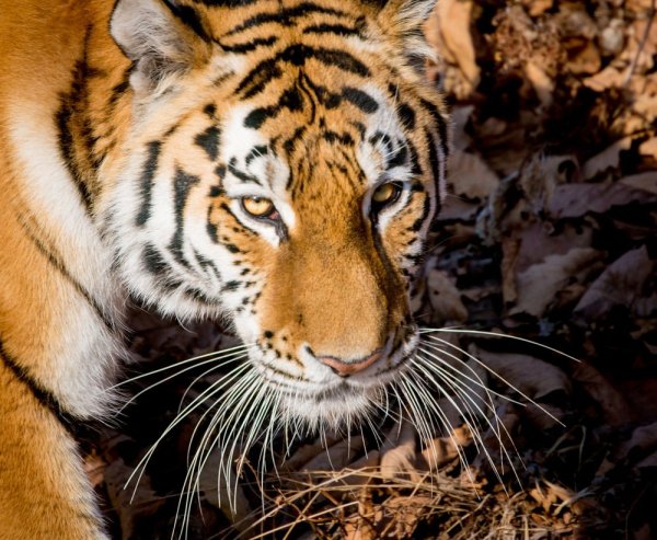 Приморский сафари-парк во Владивостоке