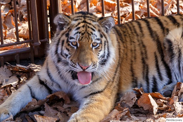 Сафари парк Владивосток
