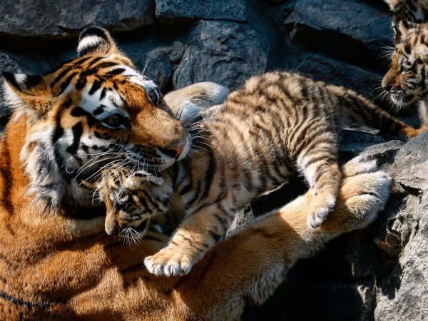 Приморский сафари-парк во Владивостоке