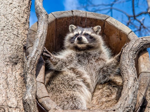 Сафари парк Приморье