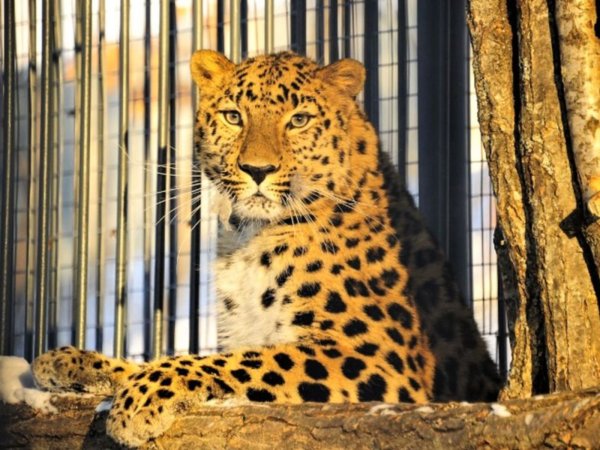 Сафари-парк Шкотово