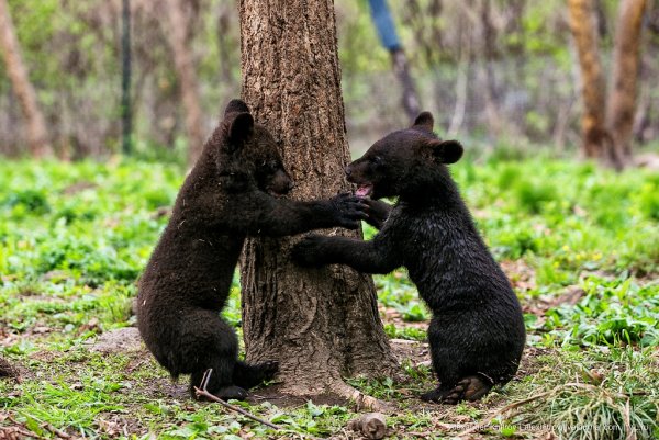Сафари-парк Шкотово