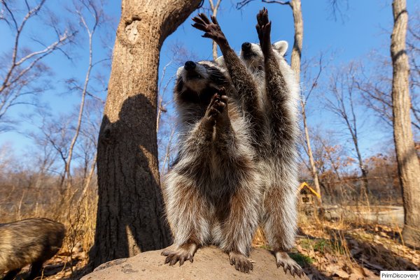 Сафари парк Владивосток