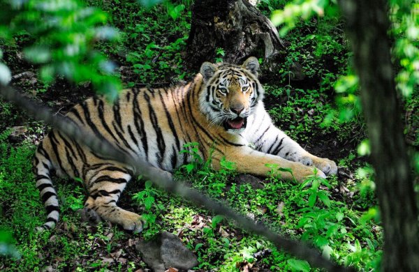 Сафари парк Владивосток тигры