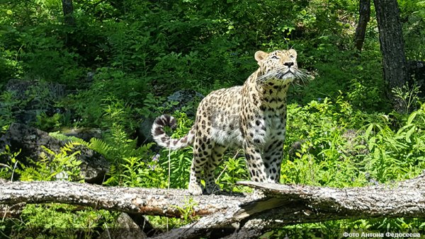 Сафари парк Приморский край