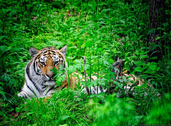 Сафари парк тигры