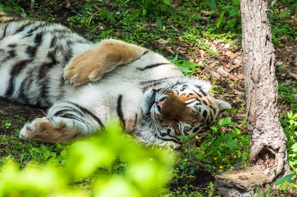 Приморский сафари-парк во Владивостоке