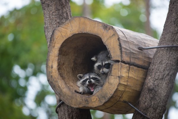 Приморский сафари-парк во Владивостоке