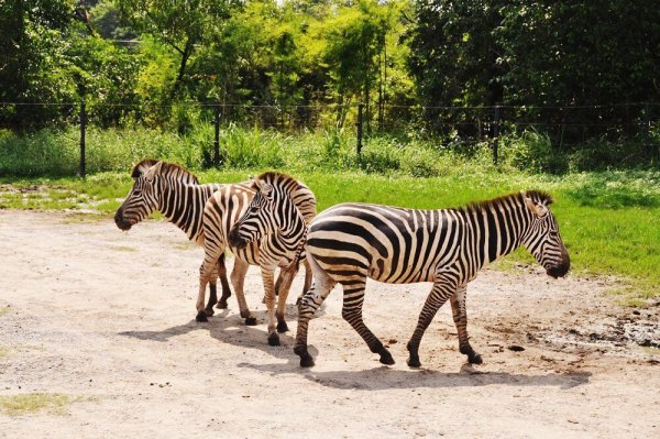Сафари-парк Шкотово