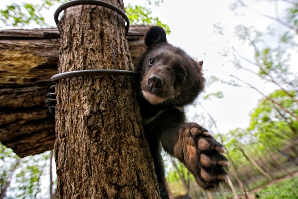Сафари парк Владивосток