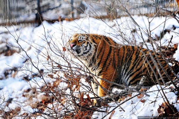 Сафари парк Владивосток
