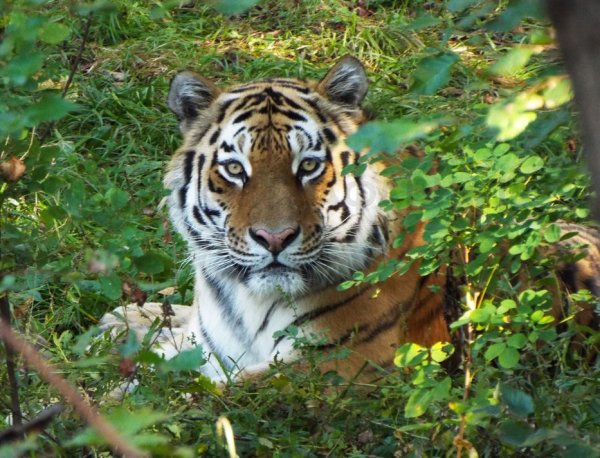 Сафари парк Владивосток