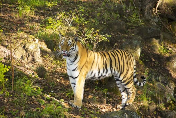 Приморский сафари-парк Приморский край