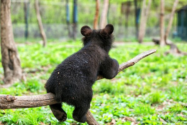 Сафари-парк Шкотово